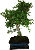 Zelkova 137kwe - pokojové bonsaje 