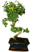 Pokojová bonsaj Carmona microphylla - čaj fuki 141