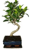 Pokojové bonsaje Ficus retusa - fíkovník 142