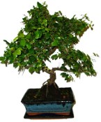 Pokojová bonsai - Sagerethia thea 1044