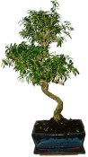 Serissa foetida - strom tísíce hvězd 665
