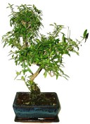 Serissa foetida - strom tísíce hvězd 145