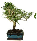 Serissa foetida - strom tísíce hvězd 665