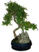 Zelkova 137kwe - pokojové bonsaje 