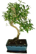 Serissa foetida - strom tísíce hvězd 146