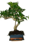 Ficus retusa - fíkovník - bonsai 637