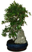Zelkova 137kwe - pokojové bonsaje 