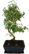 Serissa foetida - strom tísíce hvězd 147