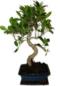 Ficus retusa - fíkovník - bonsai 1136