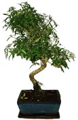 Serissa foetida - strom tísíce hvězd 148
