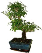 Serissa foetida - strom tísíce hvězd 149