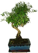 Serissa foetida - strom tísíce hvězd 150