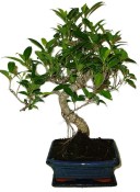 Ficus retusa - fíkovník - bonsai 1136