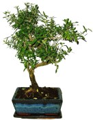 Serissa foetida - strom tísíce hvězd 151