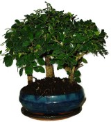 Carmona microphylla - čaj fuki 505 - bonsai stromořadí