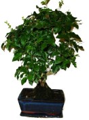 Ligustrum chinensis ptačí zob 138kwe