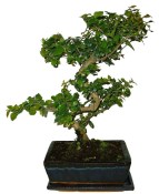 Pokojová bonsai - Sagerethia thea 152
