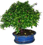 Pokojová bonsaje Cuphea 739