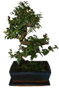 Pokojová bonsai - Sagerethia thea 153
