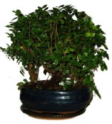 Pokojové bonsaje Sagerethia thea stromořadí 713