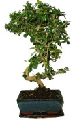 Pokojová bonsaj Carmona microphylla - čaj fuki 154