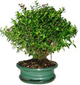 Pokojová bonsaje Cuphea 739