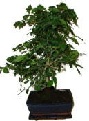 Ligustrum chinensis ptačí zob 138kwe