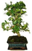 Pokojová bonsaj Carmona microphylla - čaj fuki 155