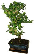 Pokojová bonsaj Carmona microphylla - čaj fuki 156