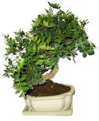 Bonsai Pistacia Lentiscus 500