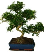 Caragona spinosa - čínský pepř 116kwe - bonsai