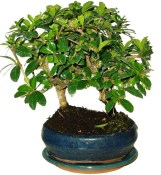 Carmona microphylla - čaj fuki 158 - bonsai stromořadí