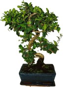 Pokojová bonsaj Carmona microphylla - čaj fuki 159
