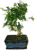 Caragona spinosa - čínský pepř 116kwe - bonsai
