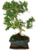 Pokojová bonsaj Carmona microphylla - čaj fuki 160