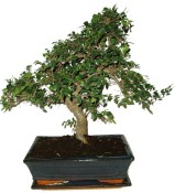 Zelkova 730 - pokojové bonsaje 