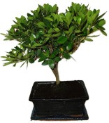 Venkovní bonsaje - Azalka - Rhododendron 1174