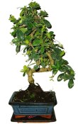 Pokojová bonsaj Carmona microphylla - čaj fuki 161