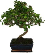 Pokojová bonsai - Sagerethia thea 1044