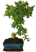 Pokojová bonsaj Carmona microphylla - čaj fuki 162