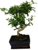 Caragona spinosa - čínský pepř 116kwe - bonsai