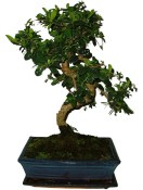 Carmona microphylla - čaj fuki 163