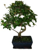 Pokojová bonsai - Sagerethia thea 1044