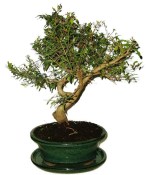 Punica granatum - granátové jablíčko 737