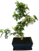 Caragona spinosa - čínský pepř 116kwe - bonsai