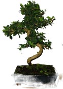 Pokojová bonsaj Carmona microphylla - čaj fuki 165