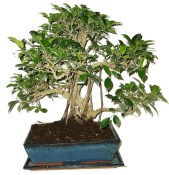 Ficus retusa - fíkovník - bonsai 637