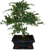 Zelkova 137kwe - pokojové bonsaje 