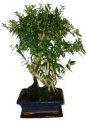 Serissa foetida - strom tísíce hvězd 136kwe