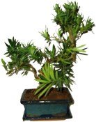 Podocarpus - Kamenný tis 167